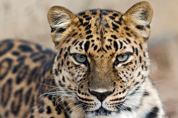 Can a Leopard Change His Spots